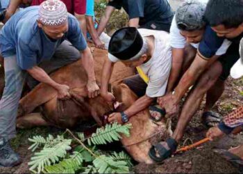 PC LDII Kecamatan Labuan Sembelih 4 Ekor Hewan Kurban di Idul Adha 1447 H