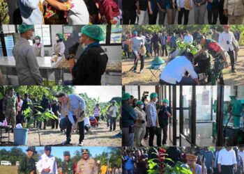 Perkuat Potensi Perkebunan Papua Barat, Wapres Tanam Bibit Kakao di Manokwari Selatan