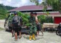Penambahan Bibit Kakao dari PMK Tiba di Lokasi TMMD Ke-128 Kodim 1801/Manokwari