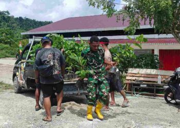 Penambahan Bibit Kakao dari PMK Tiba di Lokasi TMMD Ke-128 Kodim 1801/Manokwari