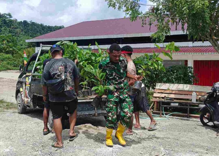 Penambahan Bibit Kakao dari PMK Tiba di Lokasi TMMD Ke-128 Kodim 1801/Manokwari