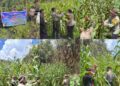 Panen Raya Jagung Serentak Kuartal II, Polres Maybrat Dukung Program Ketahanan Pangan