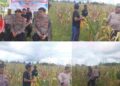 Dukung Ketapang: Polres Sorong Selatan Panen Ratusan Kilo Jagung Bersama Warga Monmok