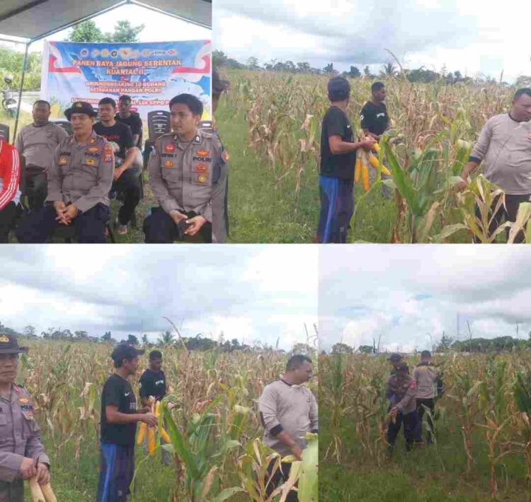Dukung Ketapang: Polres Sorong Selatan Panen Ratusan Kilo Jagung Bersama Warga Monmok