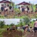 Satgas TMMD Ke-128 Kodim 1801/Manokwari Gotong Royong Bersihkan Pekarangan RTLH
