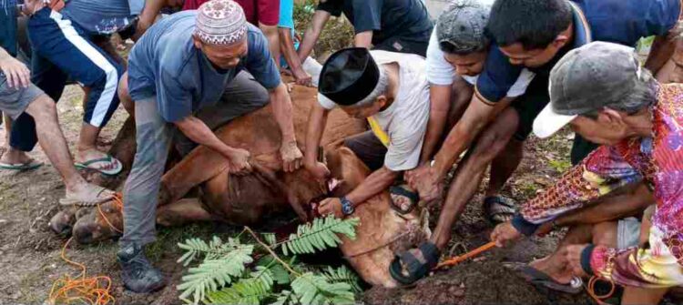 PC LDII Kecamatan Labuan Sembelih 4 Ekor Hewan Kurban di Idul Adha 1447 H