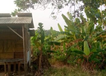 Diduga Ada Transaksi Sawah di Kawasan PT.Legon Pari Mustika,Warga Minta Klarifikasi Pihak Terkait