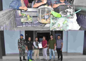 Tim Gabungan TNI AL Kembali Gagalkan Penyelundupan Satwa Dilindungi di Kapal Penumpang di Sorong
